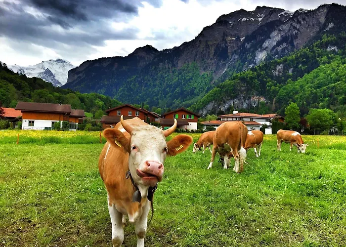 Alpenrose Hotel&gardens Hotel Wilderswil